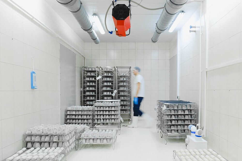 Stainless trolleys loaded with freezing trays inside an insulated panel room