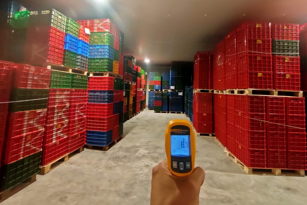 Chill room stacked with plastic crates on pallets, with a technician reading an infrared thermometer