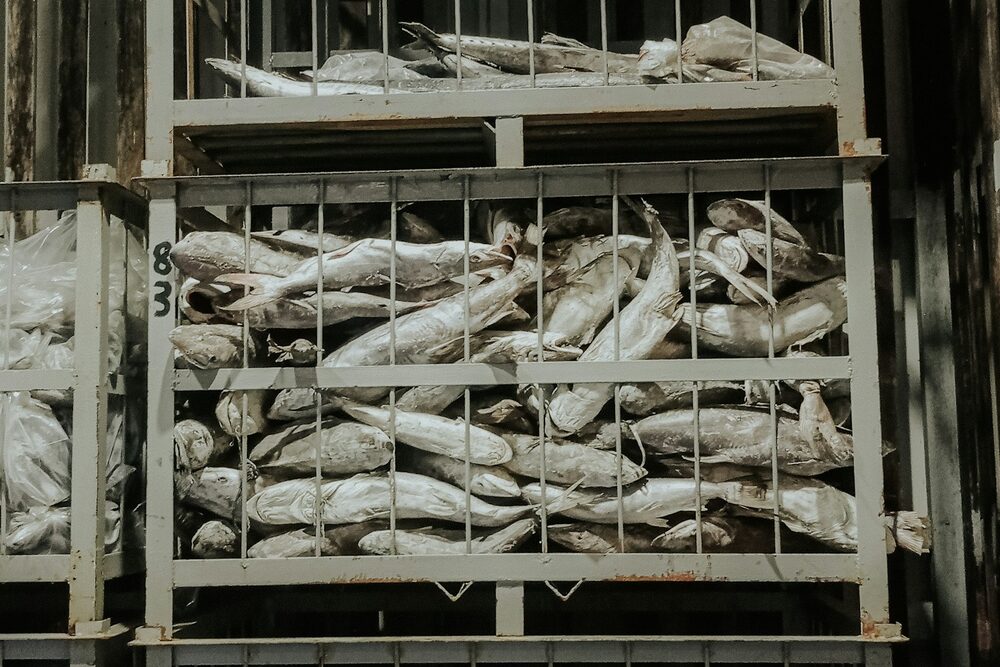 Frozen fish stacked in metal storage racks inside a cold store